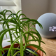 Image for article titled Alexa Can Share Songs You're Listening to With Friends